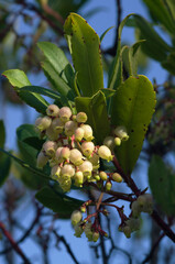 Strawberry tree leaves and flowers - Arbutus unedo