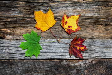Naklejka na ściany i meble Four autumn colored leaves on wooden background close up