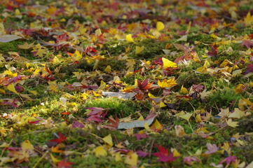 紅葉と銀杏の葉の落葉