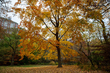 Leaves lay under a tree in North Woods in Central Park, New York City.