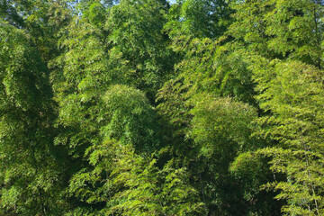 Obraz premium 竹山のアップ 