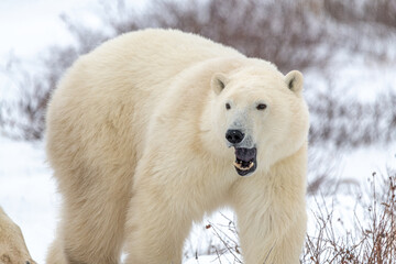 One polar bear standing looking sideways with mouth open laughing yawning. Taken in Churchill, Manitoba, northern Canada during their migration sea ice