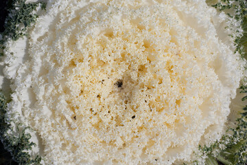 葉牡丹のアップ
