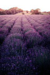 Fototapeta na wymiar Lavendel Duft 