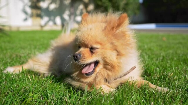 Pomeranian dog playing outside