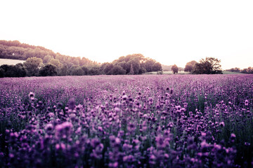 Lavendel Duft 