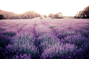 Lavendel Duft 
