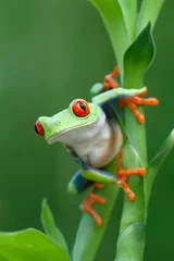 Gordijnen Curious Red-eyed Tree Frog in Rainforest © Mark Kostich