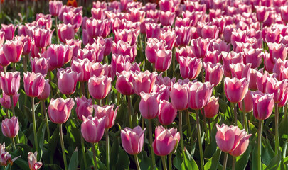 Tulip season. Harvest Mix tulips flowers.