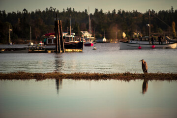 Blue Heron perched in Mystery Bay, Washington with fishing boats in background.
