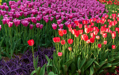 Growing perfect scarlet red tulips. Beautiful tulip fields.