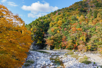 Fototapeta na wymiar 紅葉する山と神崎川の渓流 