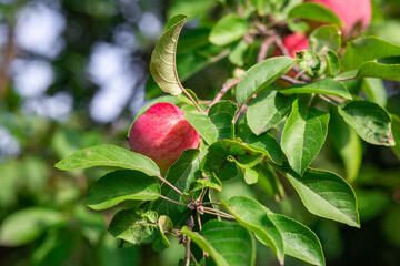 fresh apples on a branch of apple tree