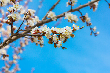 Apricot branches in bloom, spring against the blue sky, blurred background