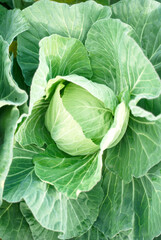 収穫まじかのキャベツ
