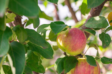 fresh apples on a branch of apple tree