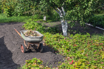 garden cart with grass in the garden