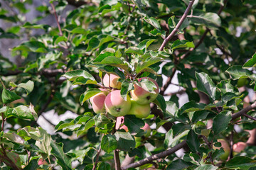 fresh apples on a branch of apple tree