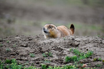 prairie dog