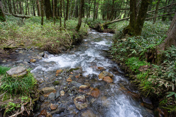 SONY DSC
the river in the forest