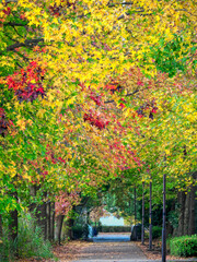 Colorful autumn leaves street of American sweetgum trees in Tokyo
