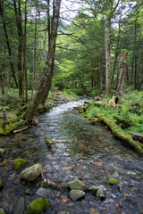 SONY DSC
the river in the forest