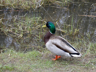 Colorful drake on the river beach