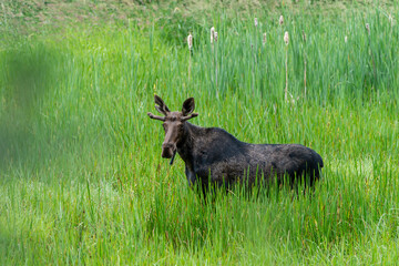 Moose in grass