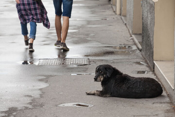 lutalica, a typical serbian stray dog stray dog laying down in the middle of a pedestrian sidewalk...