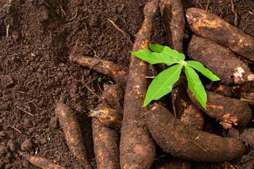 Manihot esculenta root with high nutritional value starches