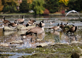 Flock of Canada geese standing in shallow water of Dow's Lake on an autumn day