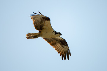 osprey in flight