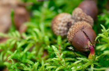 Closeup image of a sprouting acorn in the nature