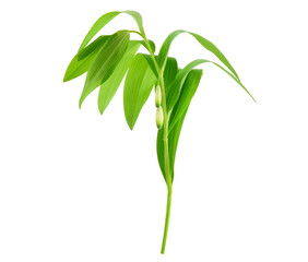 King Solomon's seal (Fresh Polygonatum Odoratum). Used for Salad, Oil or Tincture. Isolated on White.