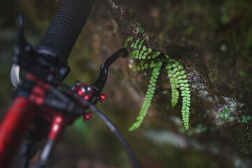 Detail of the brake lever on the handlebars of a mountain bike leaning against a rock with a fern.