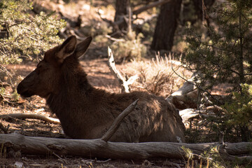 Obraz premium Wildlife in the Grand Canyon
