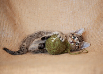 6 week old tabby kitten playing with green ball of yarn, laying on a brown burlap background fiber material.