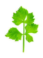 Fresh celery isolated on white background ,green leaves pattern