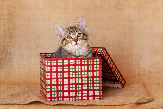 Brown tabby kitten sitting inside a red and green plaid Christmas Holiday box, brown burlap background.