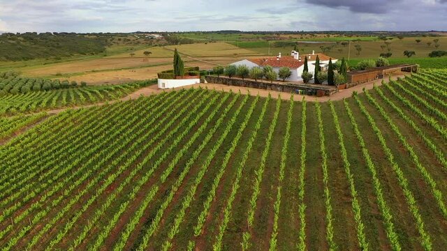 Aerial view of house and swimming pool on vineyard estate, Albernoa, Portugal.