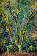 bare mossy tree in winter