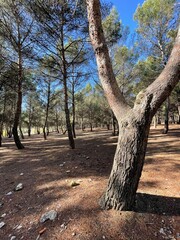 Fototapeta premium tree in the forest