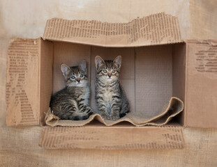 Two little tabby striped foster kittens living in a cardboard box, abandoned, homeless waiting to be adopted. © Kelly