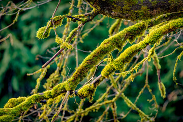 moss on the tree