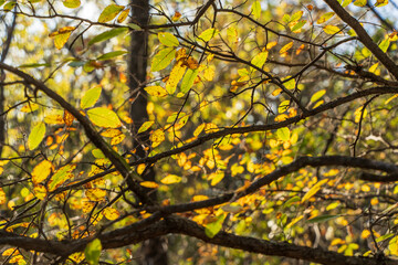 autumn leaves in the sun