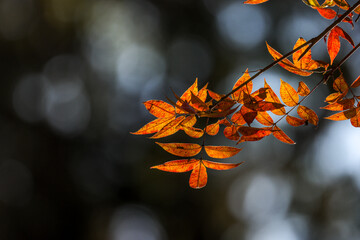 紅葉と背景のボケ