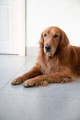 Golden Retriever lying on the floor