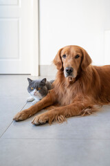 British Shorthair and Golden Retriever