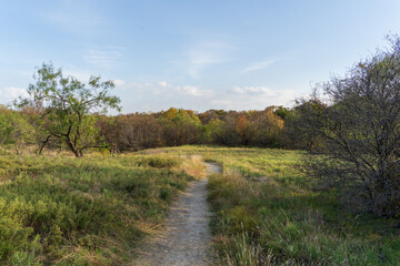 Fototapeta na wymiar path in the autumn forest