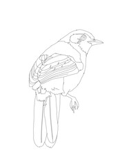 Bird Detailed Vector Drawing